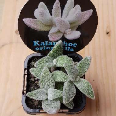 Kalanchoe eriophylla