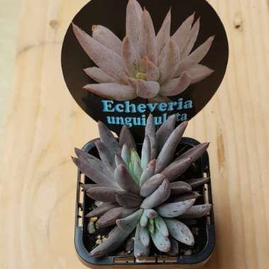 Echeveria Unguiculata