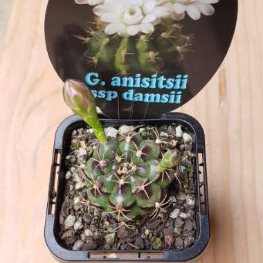 Gymnocalycium anisitsii