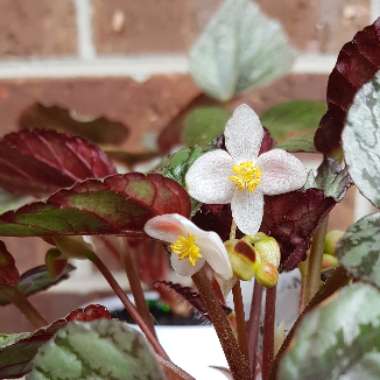 Begonia (Rex Cultorum Group) 'Artic Breeze' syn. Begonia rex 'Artic Breeze', Begonia rex 'Arctic Breeze'