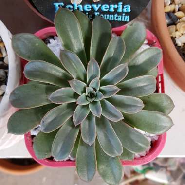 Echeveria Fantastic Fountain