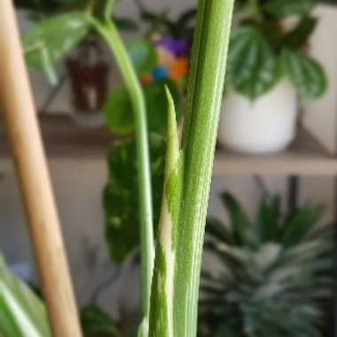 Monstera deliciosa 'Thai Constellation'