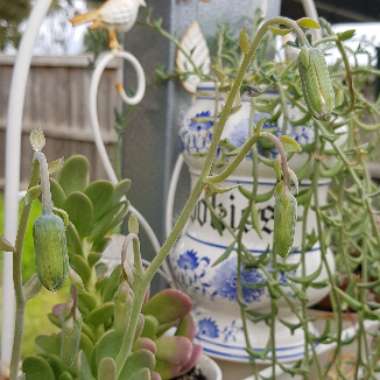 Senecio jacobsenii