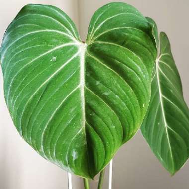 Philodendron gloriosum