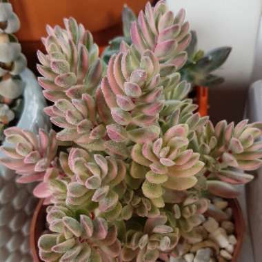 Crassula rogersii Variegated