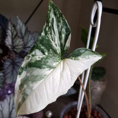 Syngonium podophyllum 'Albo Variegatum'