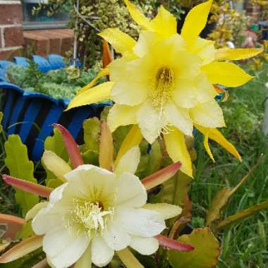 Epiphyllum