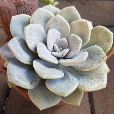 xGraptoveria Margaret Rose