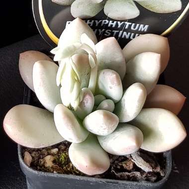 x Pachyveria Elaine