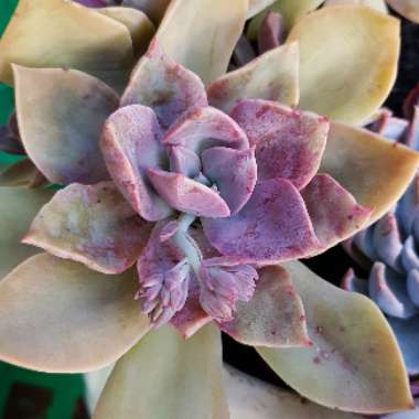 xGraptoveria Douglas Huth