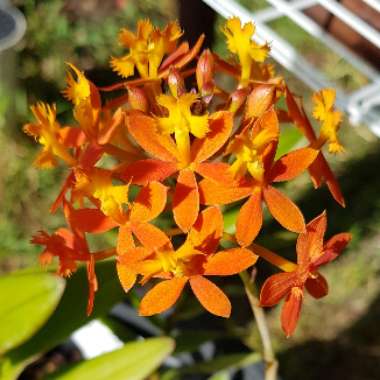 Epidendrum Radicans