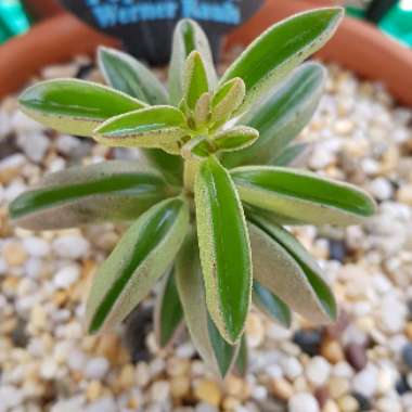 Peperomia asperula X dolabriformis ‘Werner Rauh'