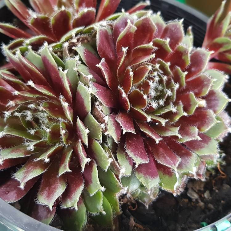 Plant image Sempervivum Raspberry Ice