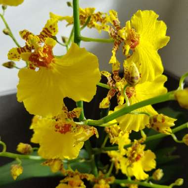 Oncidium Sphacelatum