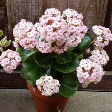 Kalanchoe Blossfeldiana