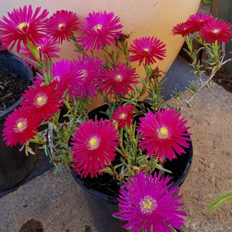 Plant image Mesembryanthemum bellidiformis 'Hot Pink Pig Face'