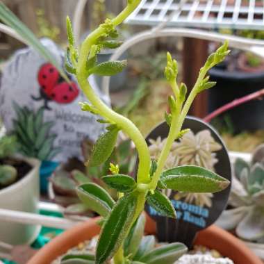 Peperomia asperula X dolabriformis ‘Werner Rauh'