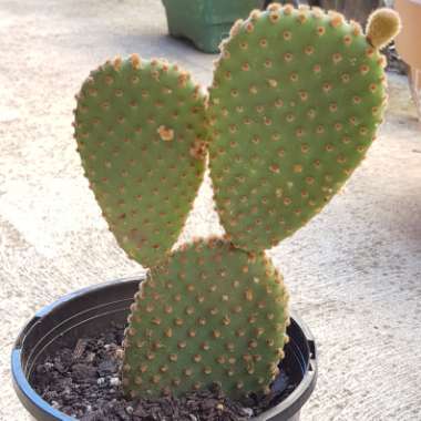 Opuntia microdasys rufida