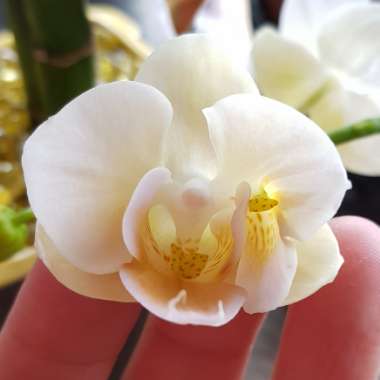 Phalaenopsis amabilis (Miniature)