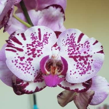 Phalaenopsis