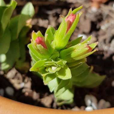 Crassula Coccinea