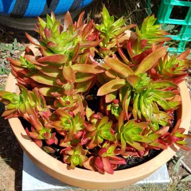 Crassula capitella 'Campfire'