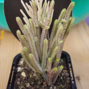 Crassula muscosa var. variegata