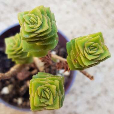 Crassula 'Green Pagoda'