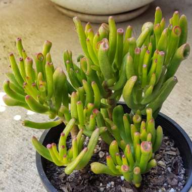 Crassula ovata 'Gollum'