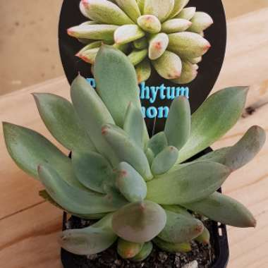 x Pachyveria glauca 'Little Jewel'