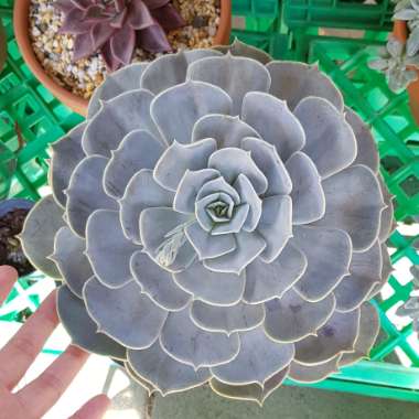 Echeveria Pollux