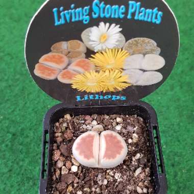 Lithops Karasmontana Lateritia