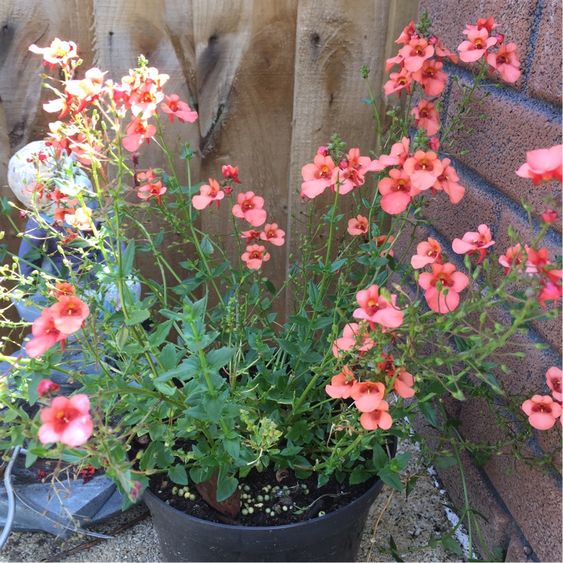 Plant image Diascia Barberae 'Apricot Queen'