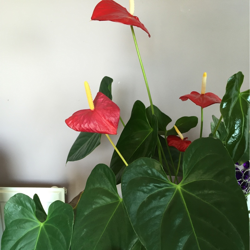 Flamingo Flower