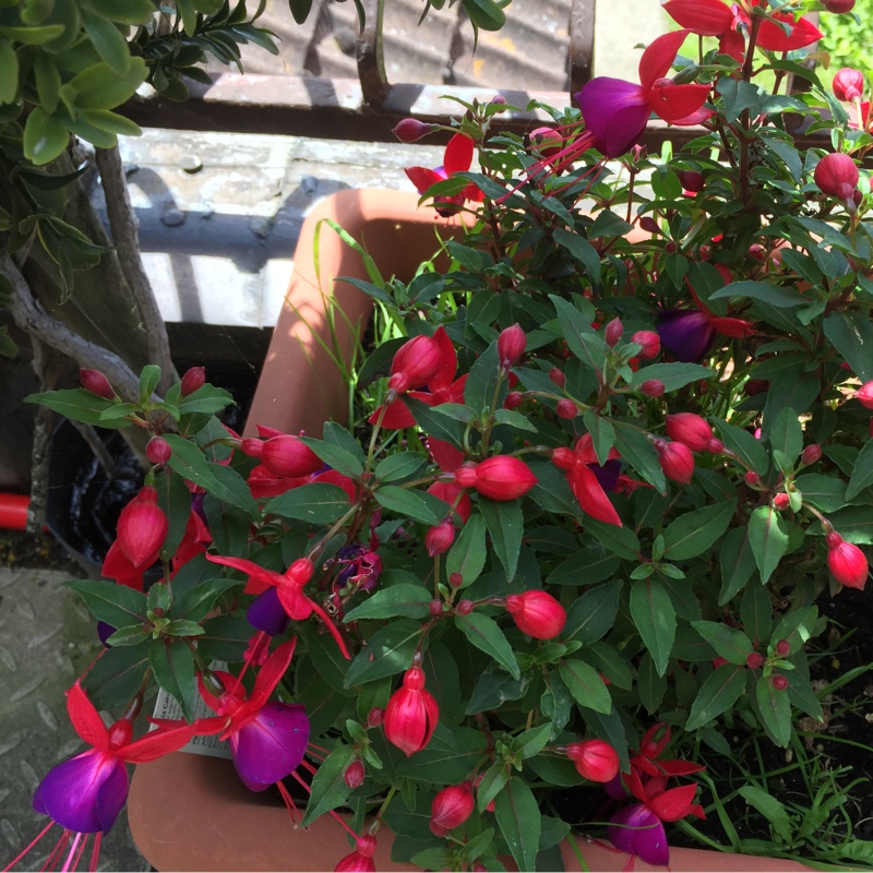 Fuchsia (Tender)