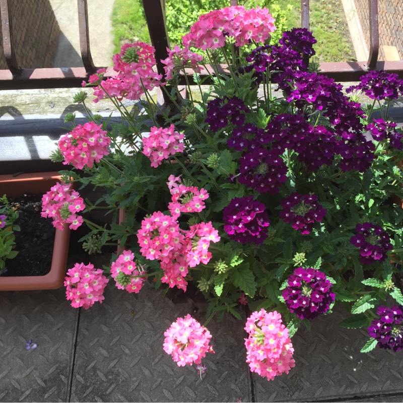 Verbena (Bedding)