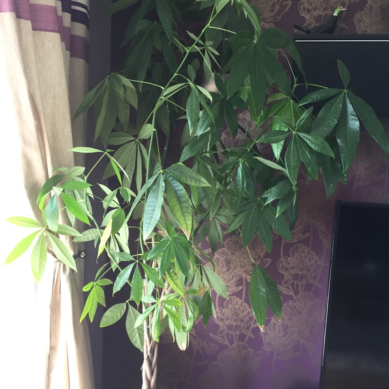 Money Tree Plant