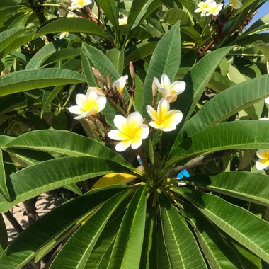 Frangipani