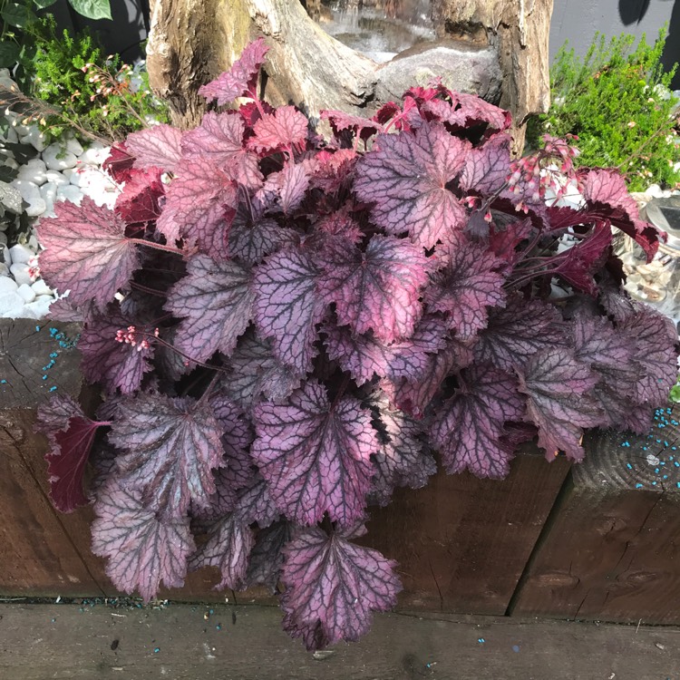 Plant image Heuchera 'Electra'