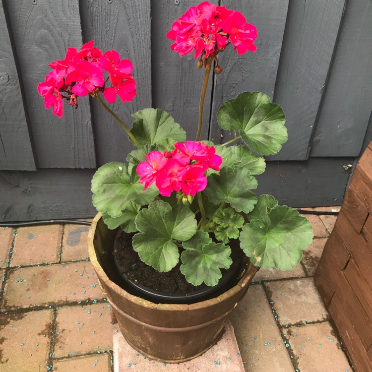 Plant image Pelargonium 'Duebezre' (Big EEZE Series) syn. Pelargonium 'Big EEZE Red'