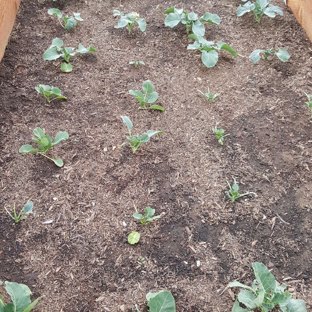 Broccoli Calabrese 'Autumn Spear'