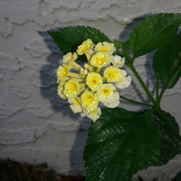 Plant image Lantana camara 'Dwarf yellow'