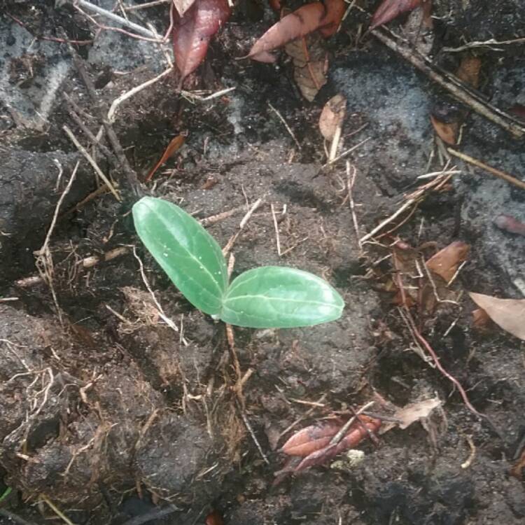 Plant image Cucurbita