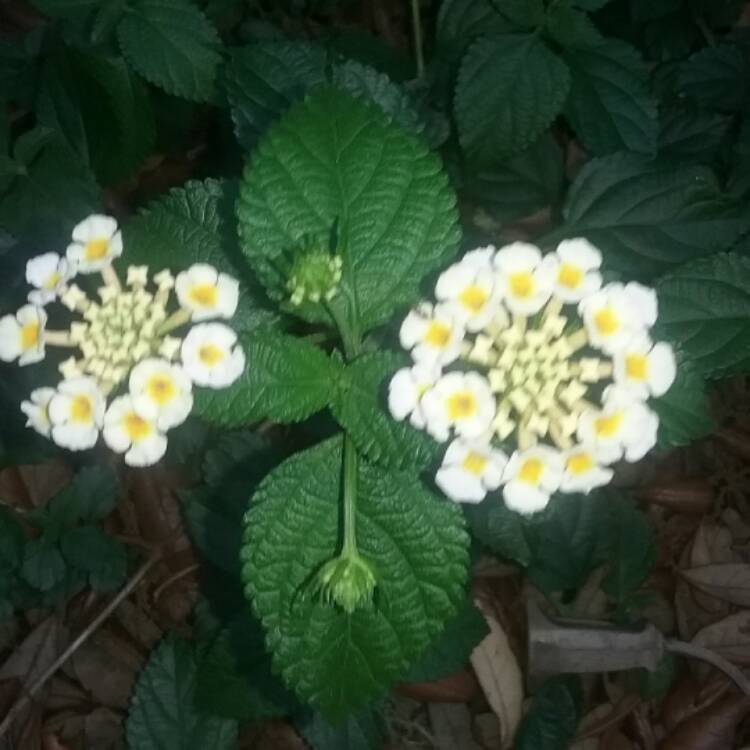 Plant image Lantana camara 'Dwarf yellow'