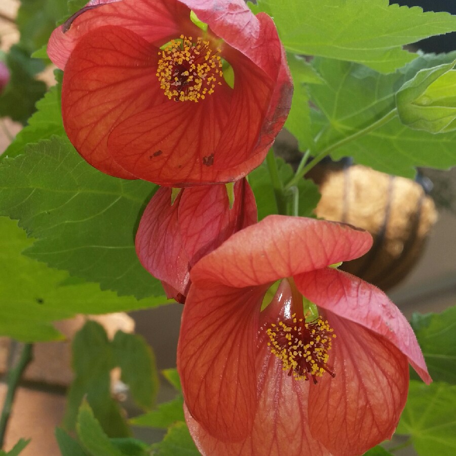 Chinese lantern