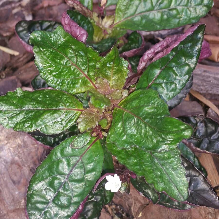 Plant image Hemigraphis colorata 'Exotica'