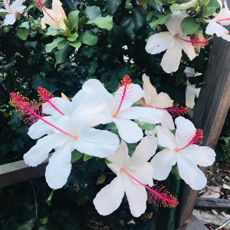 Plant image Hibiscus rosa-sinensis 'Bridal Veil'