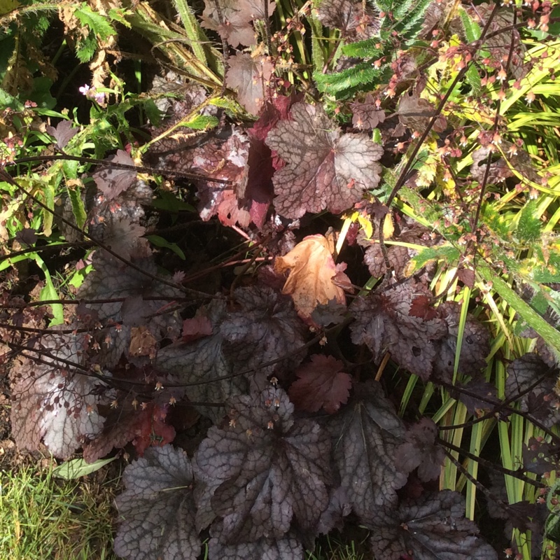 Plant image Heuchera 'Plum Royale'