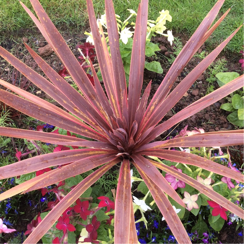 Cabbage Tree 'Red Star'