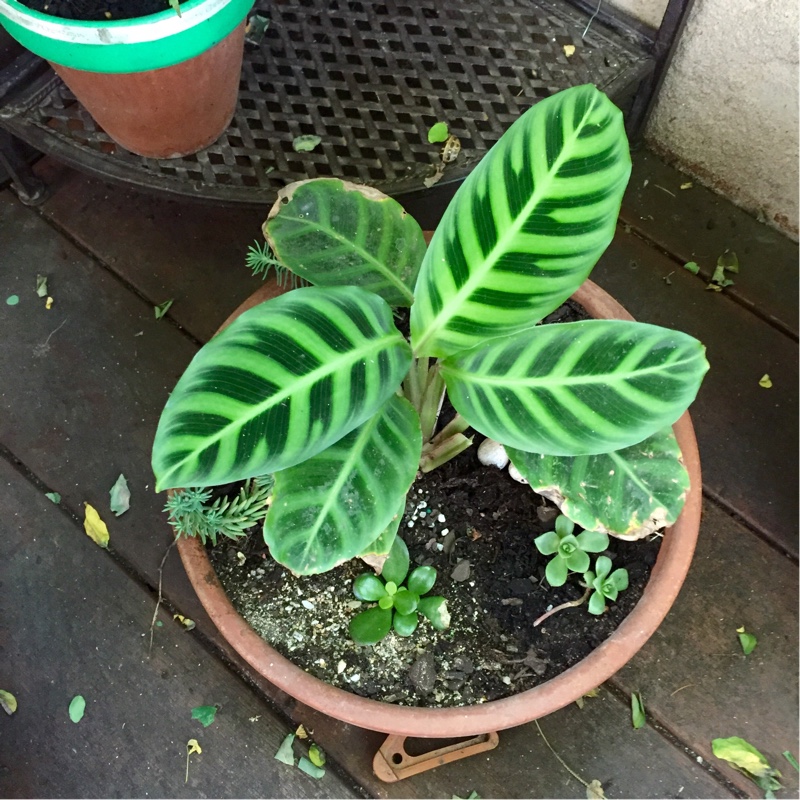 Goeppertia zebrina syn. Calathea zebrina